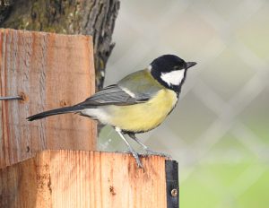 Parus major, forest birds