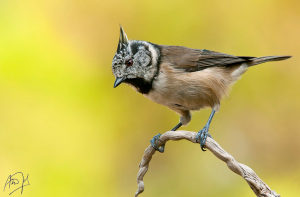 Lophophanes cristatus