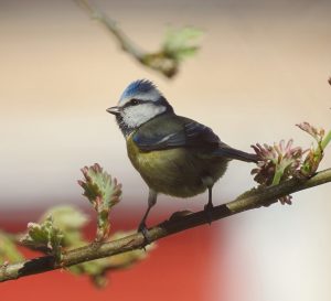 Parus caeruleus, Mésange bleue, Pimpelmees