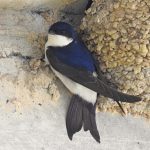 Delichon urbicum