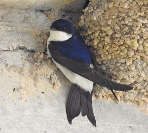 Delichon urbicum