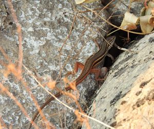 Acanthodactylus erythrurus