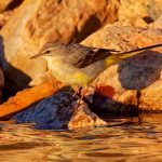 Motacilla flava
