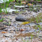 Motacilla cinerea, Bergeronnette des ruisseaux, Grote gele kwikstaart