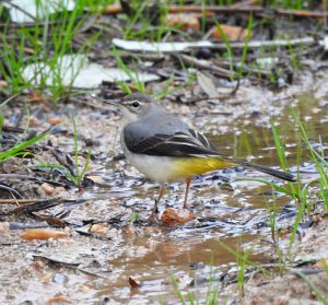 Motacilla cinerea, Bergeronnette des ruisseaux, Grote gele kwikstaart
