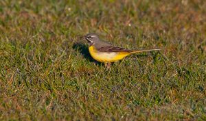 Motacilla cinerea, Bergeronnette des ruisseaux, Grote gele kwikstaart