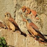 Falco naumanni, birds of prey