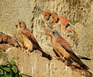 Falco naumanni, raptors of Extremadura