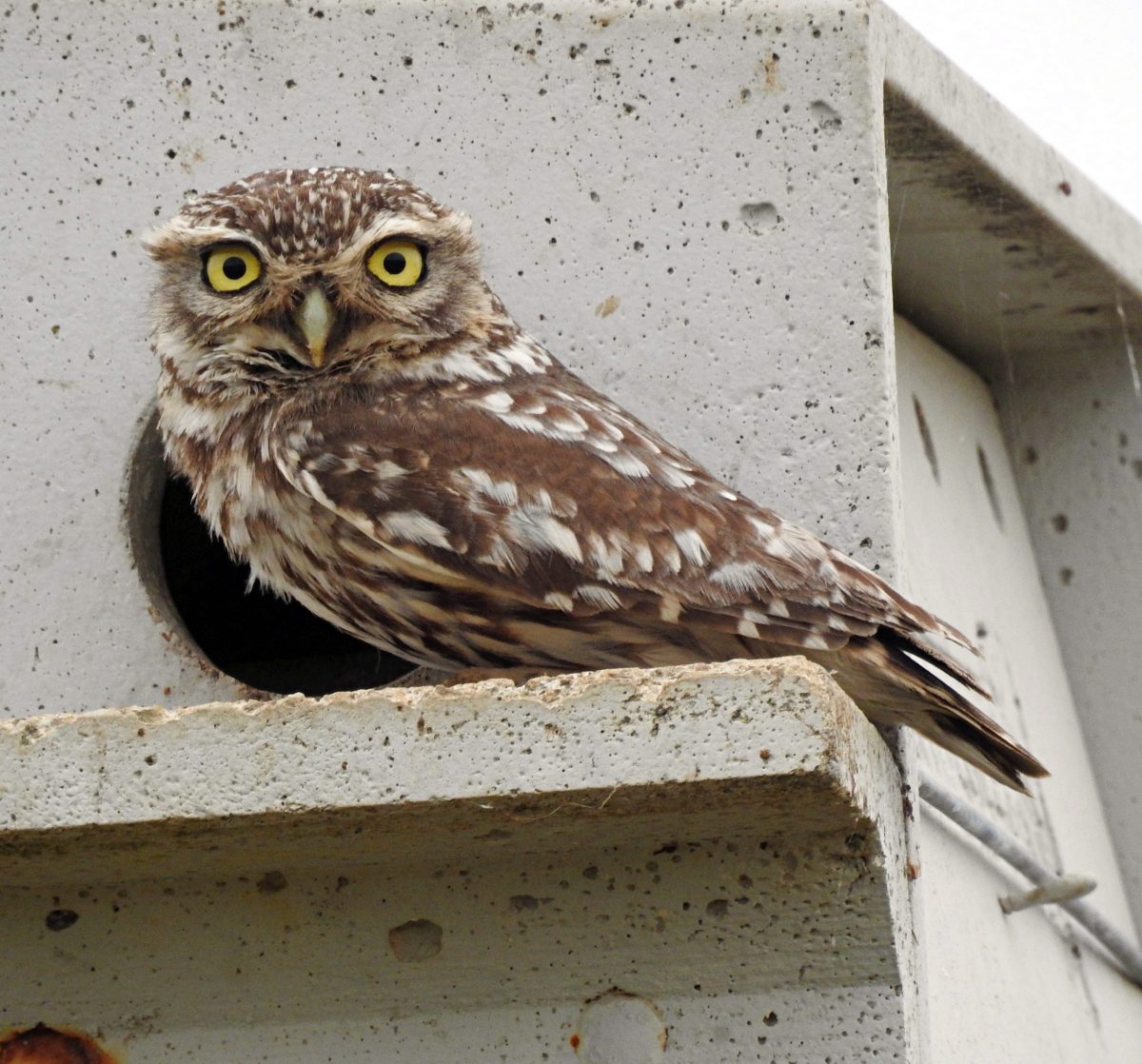 Athene noctua