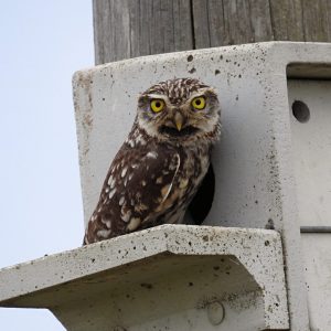 Athene noctua