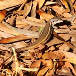 Psammodromus algirus