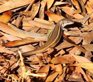 Psammodromus algirus