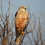 Circus aeruginosus, raptors of Extremadura