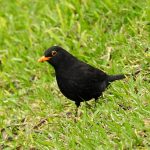 Turdus merula