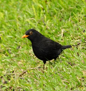 Turdus merula