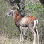 Ovis orientalis musimon