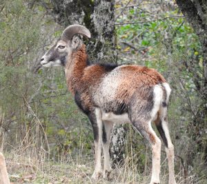 Ovis orientalis musimon