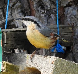 Sitta europaea