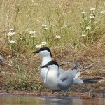 Sterna nilotica, Sterne hansel, Lachstern