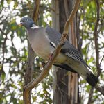 Columba palumbus