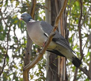 Columba palumbus