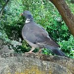 Columba palumbus