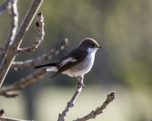 Aves de montaña, Ficedula hypoleuca, Gobemouche noir, Bonte vliegenvanger