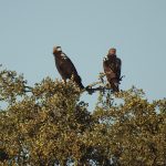 Aquila adalberti