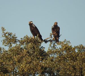 Aquila adalberti, Aigle ibérique, Iberische keizerarend