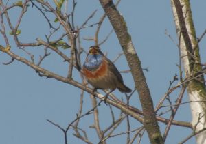 Luscinia svecica, Gorgebleue à miroir, Blauwborst