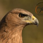 Aquila fasciata