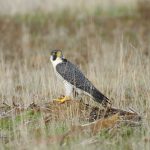 Falco peregrinus