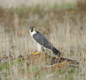 Falco peregrinus