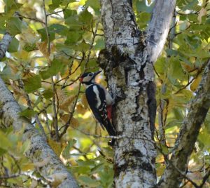 Aves forestales