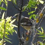 Coccothraustes coccothraustes