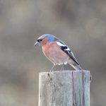 Fringilla coelebs