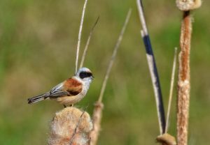 Remiz pendulinus, Rémiz penduline, Buidelmees