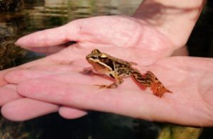 Anfibios de Extremadura