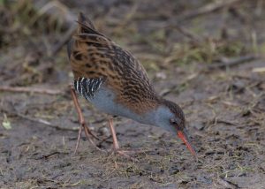 Rallus aquaticus, Râle d’eau, Waterral