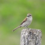 Lanius collurio, Pie-grièche écorcheur, Grauwe klauwier