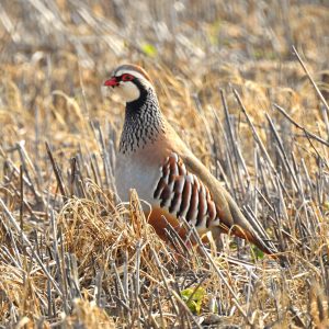 Alectoris rufa, Mediterranean mountain birds