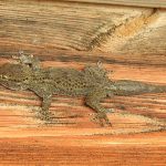 Tarentola mauritanica