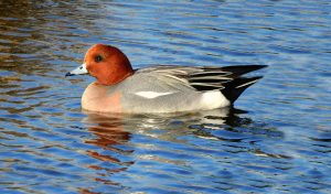 aves acuáticas, Mareca penelope, Canard siffleur, Smient, Pfeifente