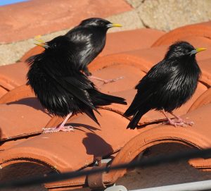 Sturnus unicolor, Mediterranean mountain birds