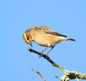 Saxicola rubetra, Tarier des prés, Paapje