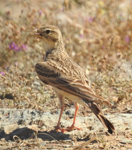 Aves esteparias, Calandrella brachydactyla, Alouette calandrelle, Kortteenleeuwerik