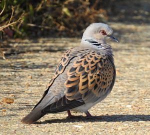 Streptopelia turtur, Tourterelle des bois, Zomertortel