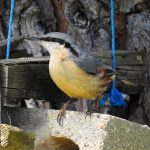 Sitta europaea