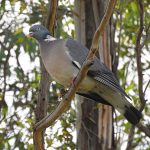 Columba palumbus