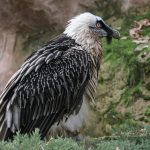 Gypaetus barbatus